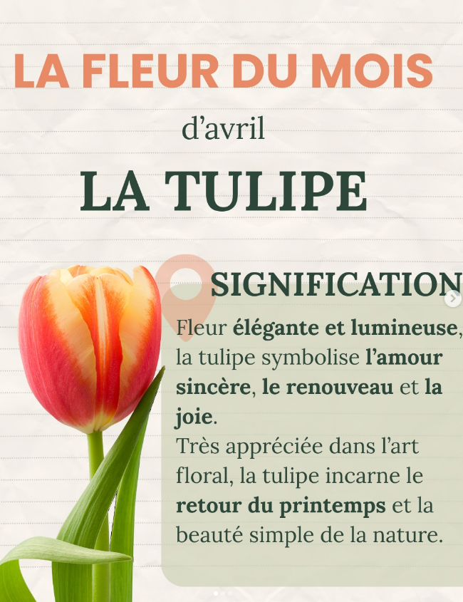 🌷 La saison des tulipes est arrivée